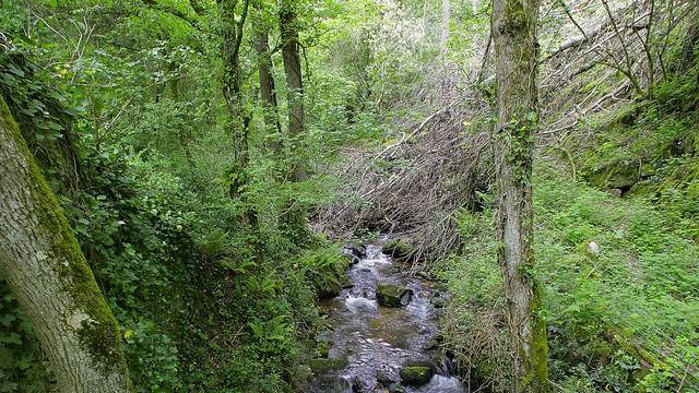 Das Arboretum